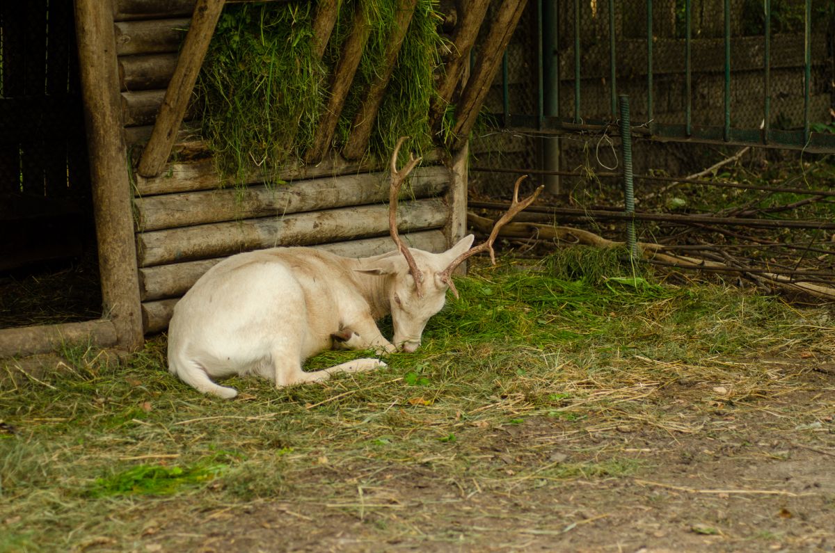 Краковский зоопарк