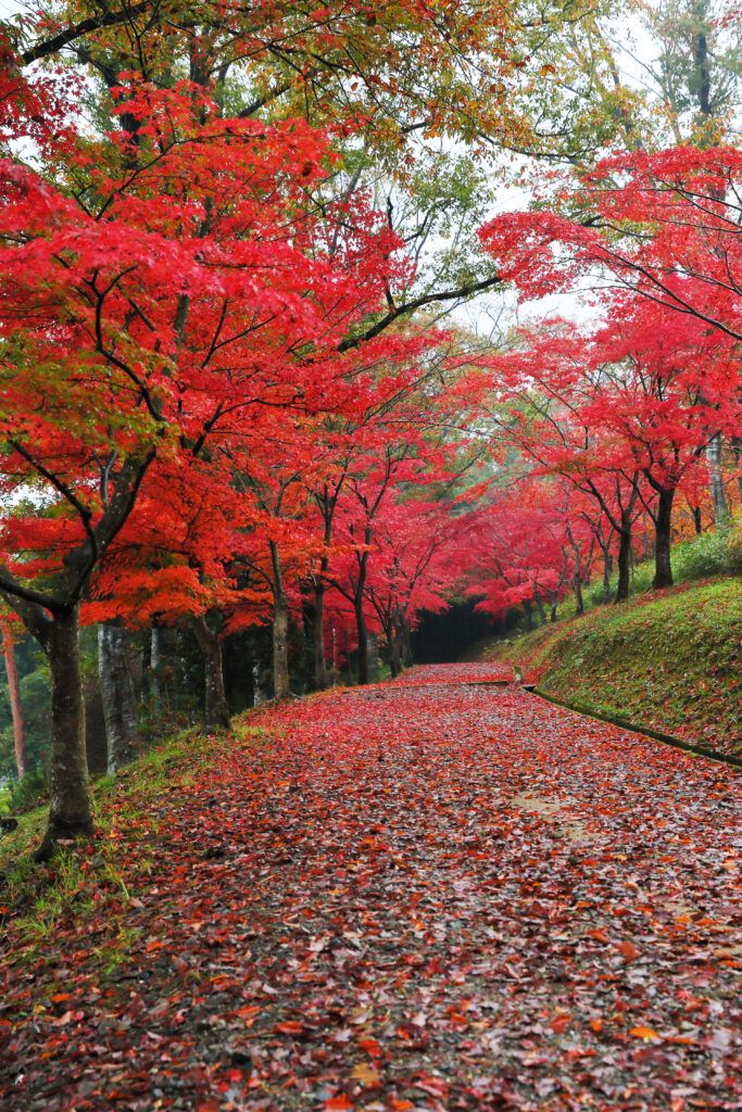 Киото Тамба Парк