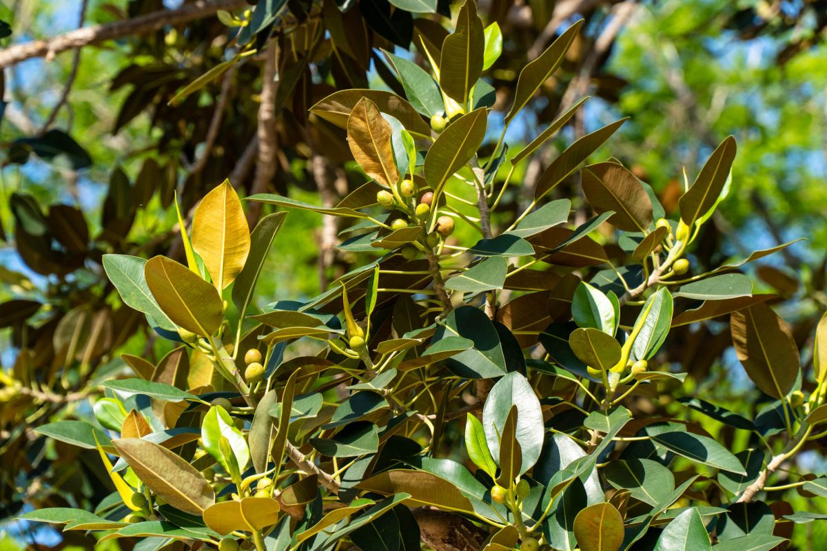 Фикус Абре Монументал