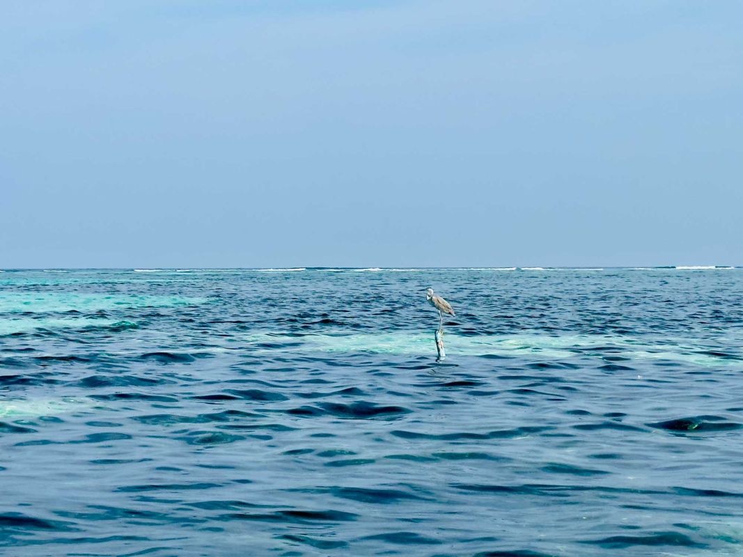 Маафуши Планктон Бич