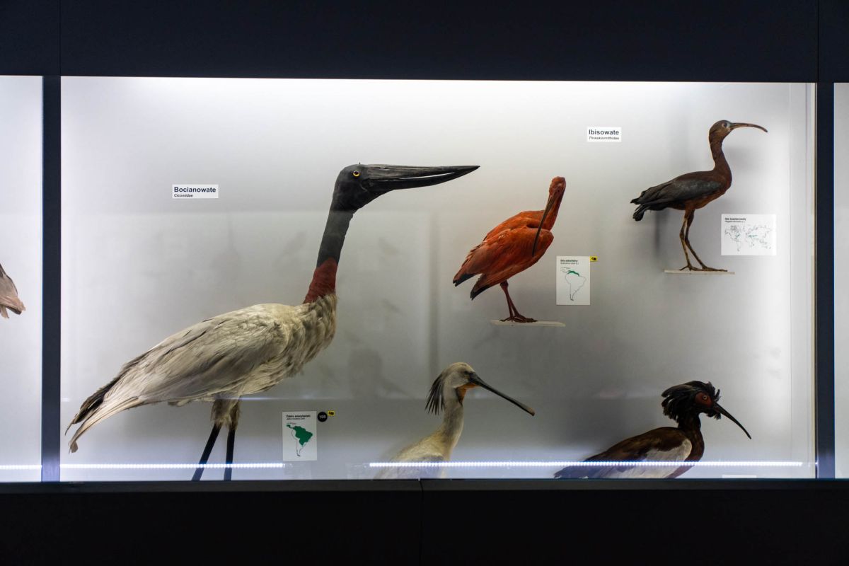 Музей естественной истории Вроцлавского университета