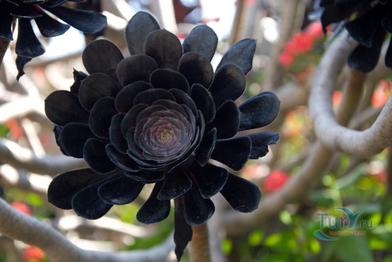 Экзотический сад Монако