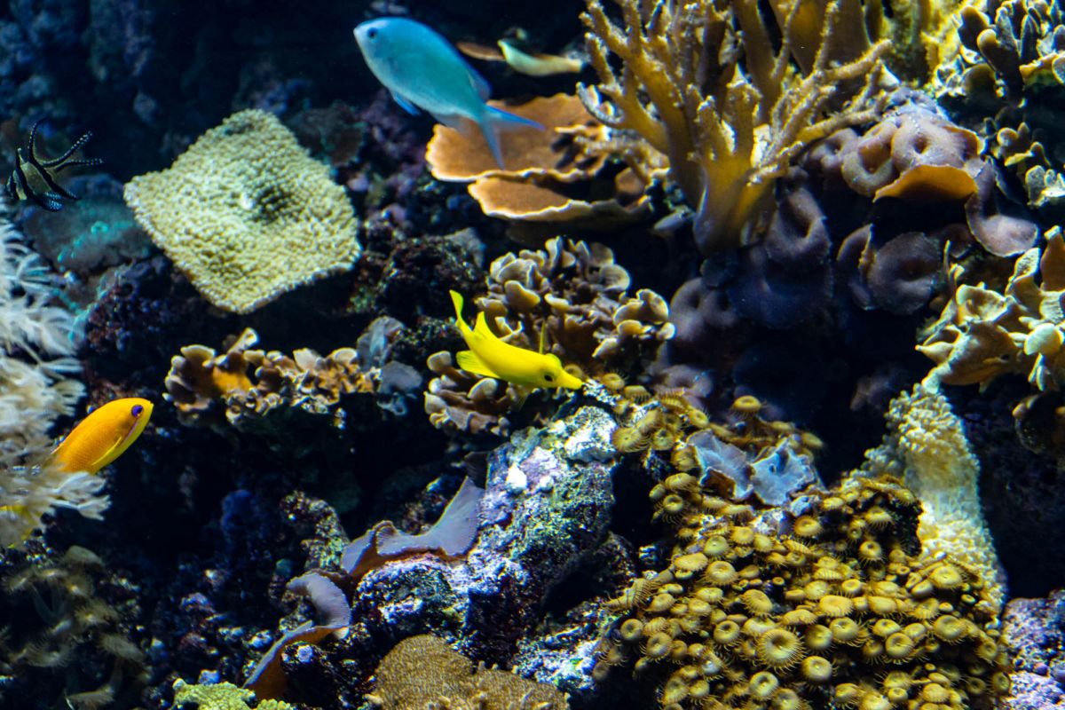 Океанографический парк Валенсии