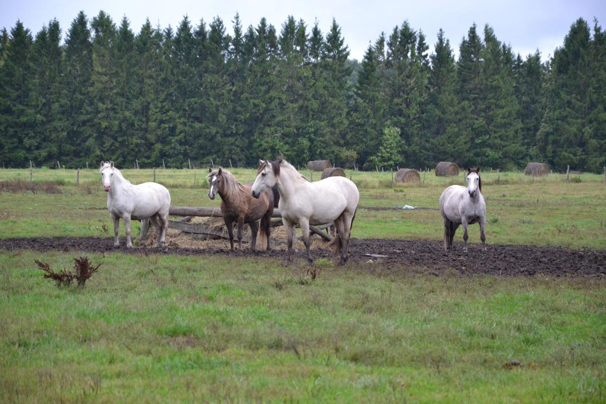 Ферма «Тика»