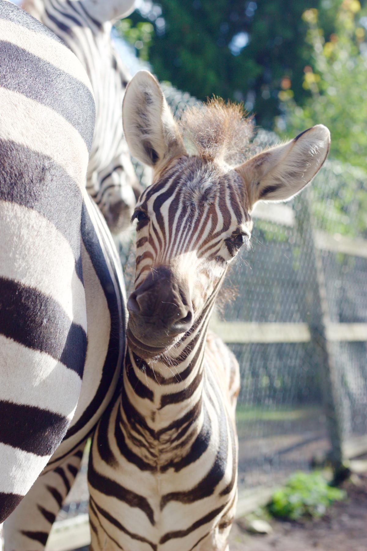 Страусиная ферма на острове Муху