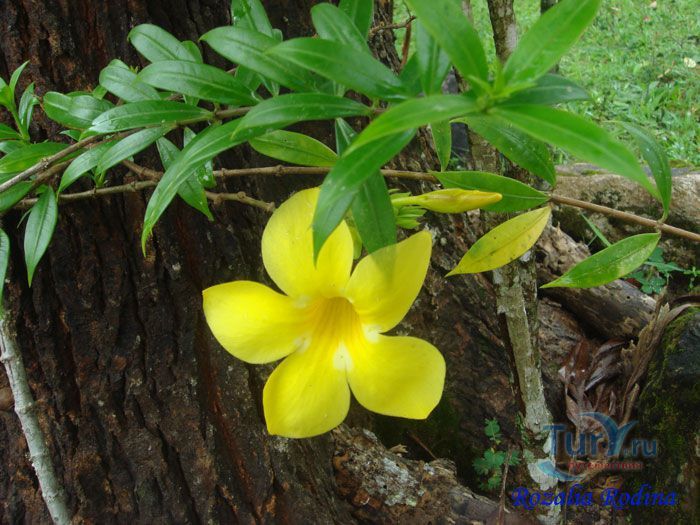 Крокодиловая ферма Лангкави