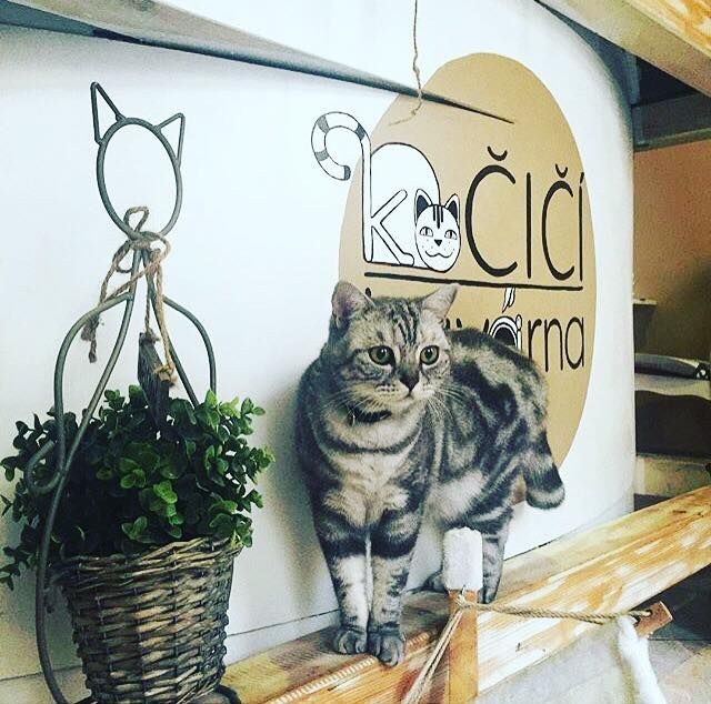 Кошачье кафе (Kočičí kavárna)