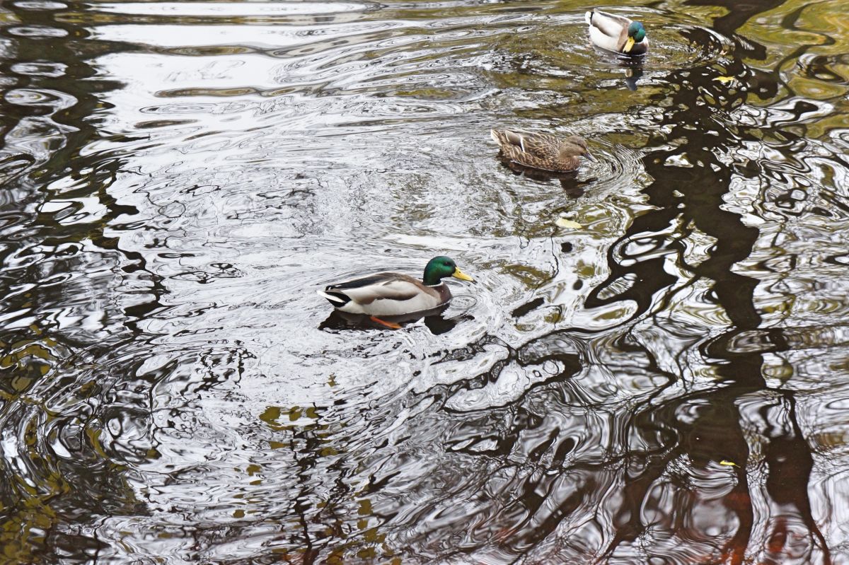 Верманский парк