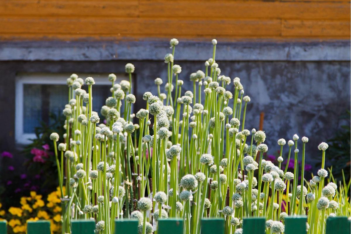 Рыбно-луковый ресторан в Колькья