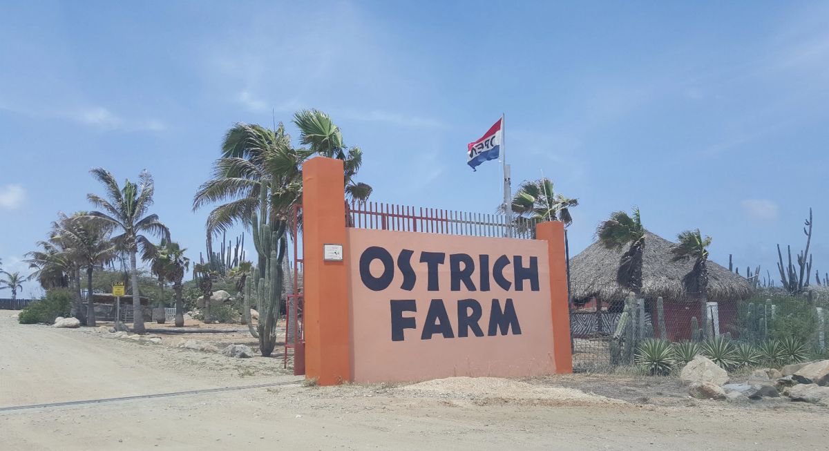 Страусиная Ферма (Aruba Ostrich Farm)