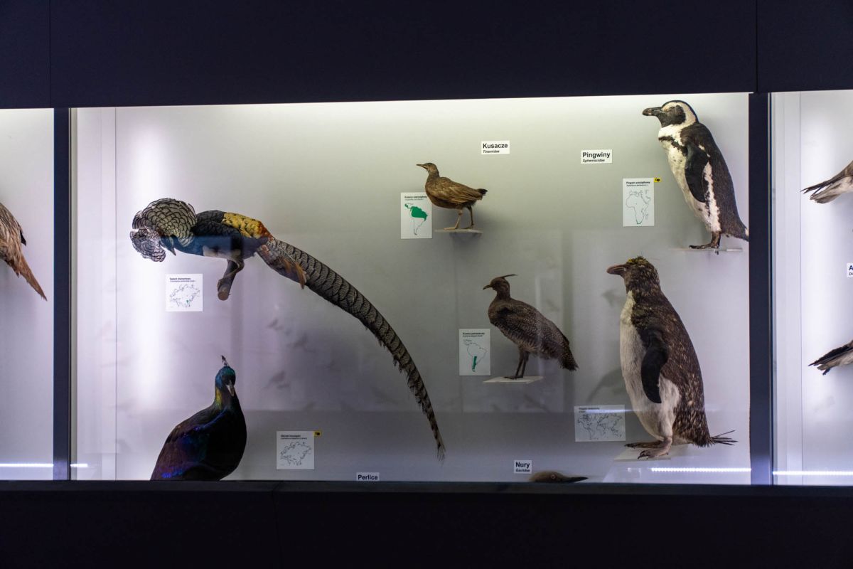 Музей естественной истории Вроцлавского университета