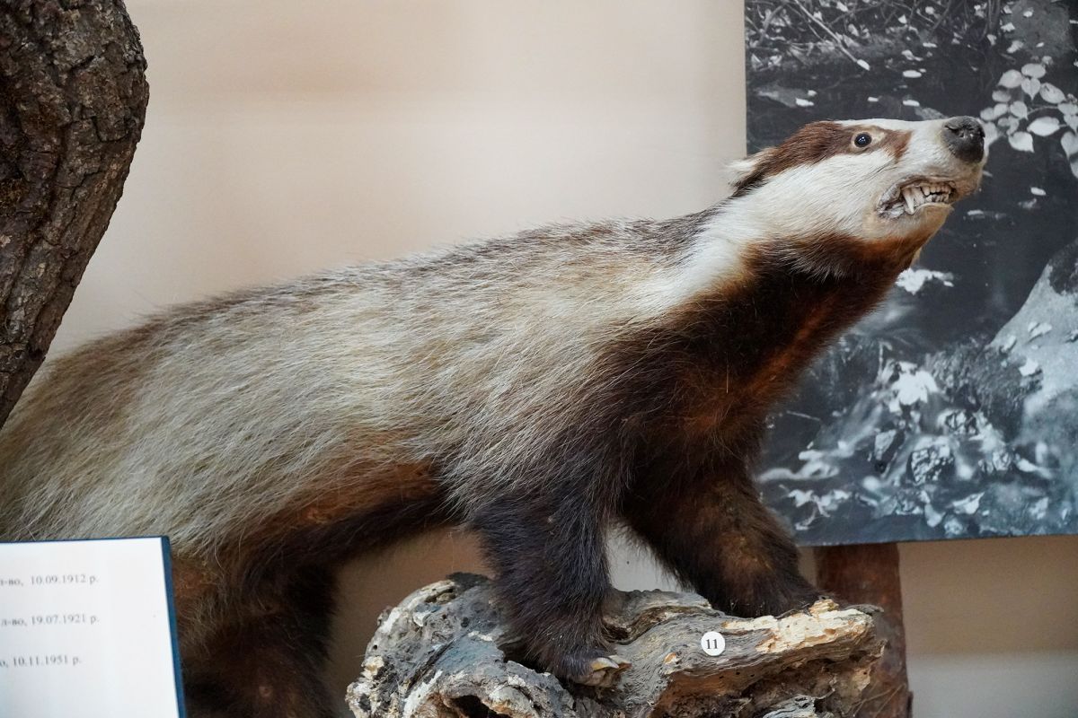 Житомирский музей природы