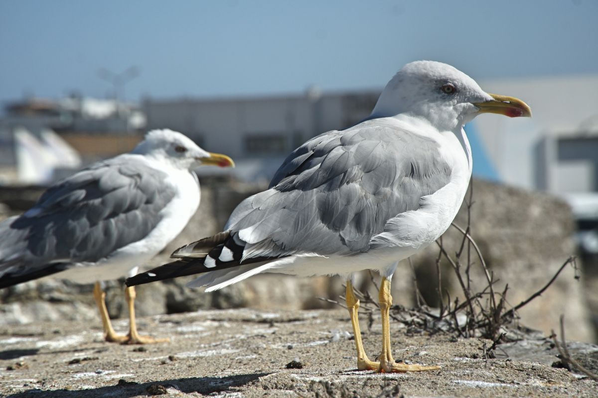 Национальный музей сопротивления и свободы