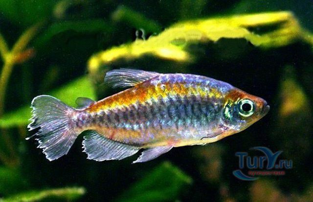 Батумский Аквариум