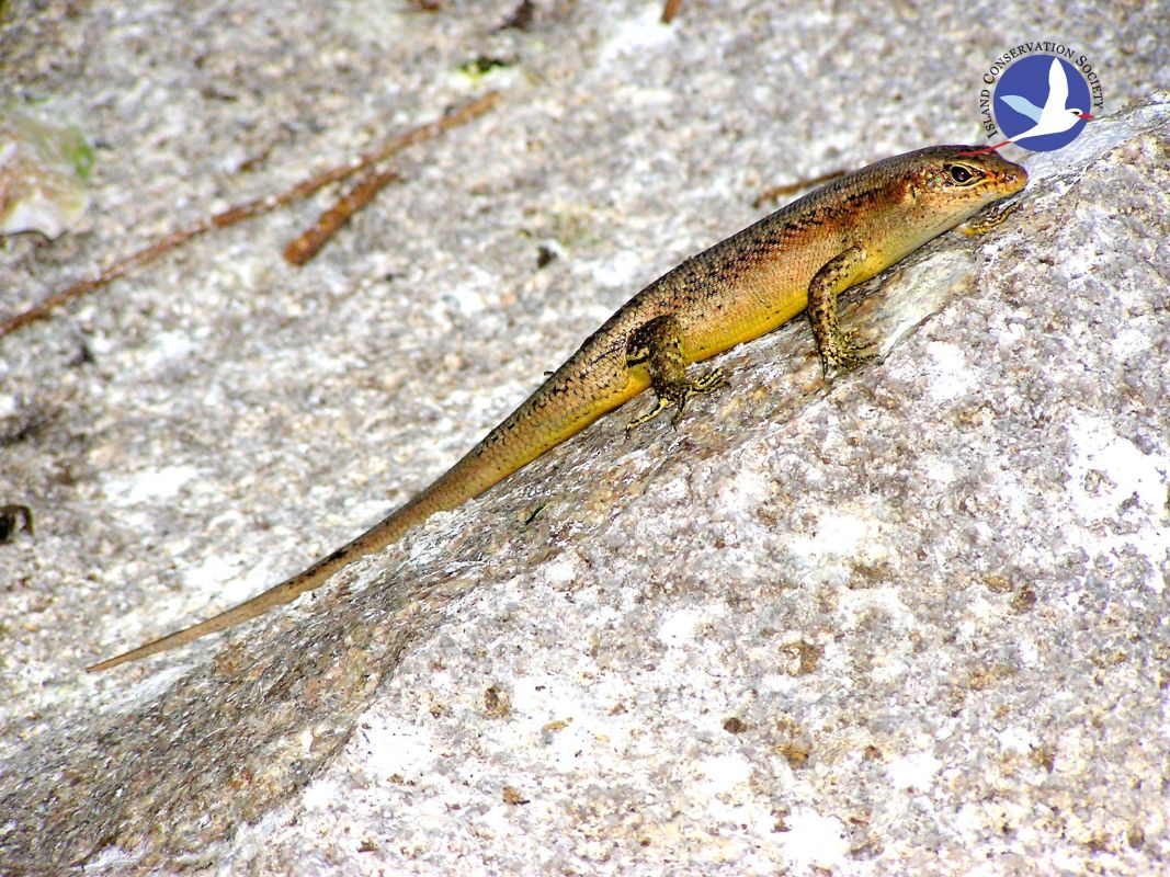 Особый заповедник острова Арид