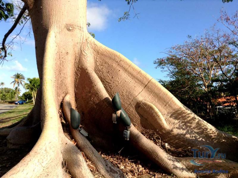 Tree near the Palmanova Plaza shopping center