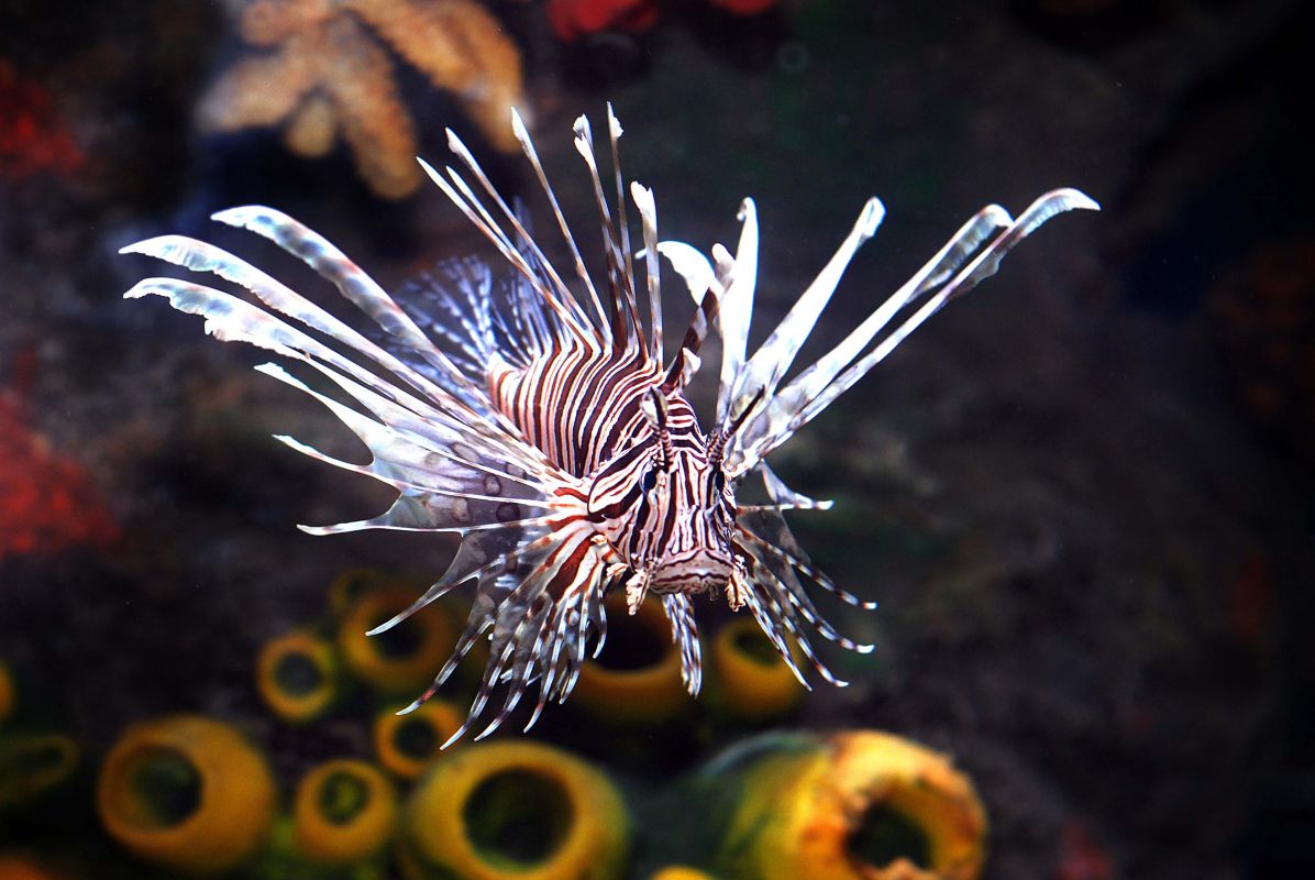 Океанариум Шарджа