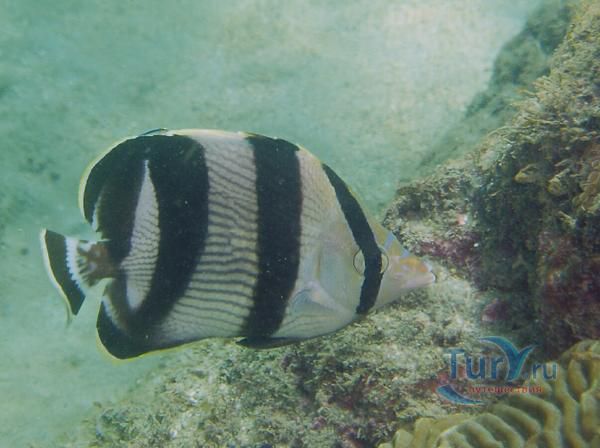 Долина Арнос