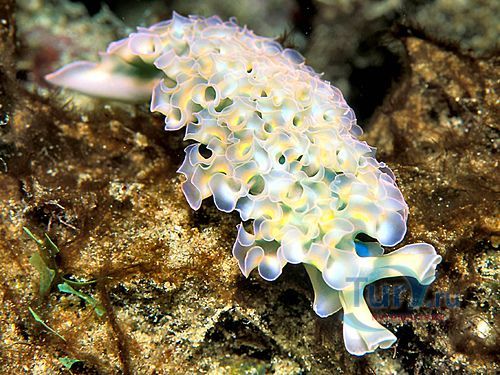 Плайя Форти