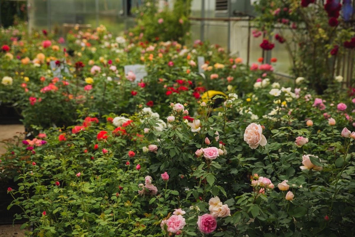 Пылтсамааский розарий