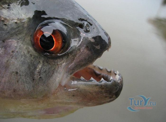 Музей Воды Аквариа