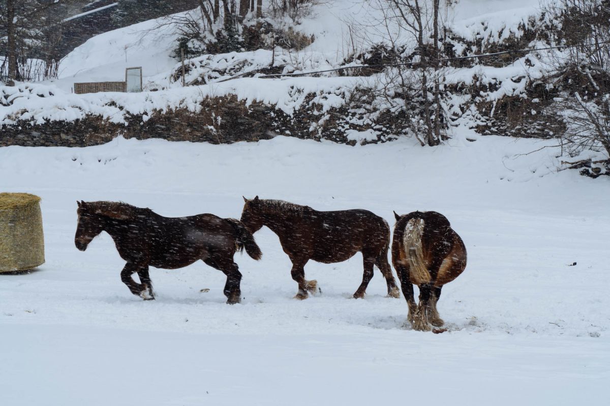 Ла-Кортинада