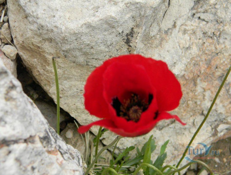 Театр Диониса