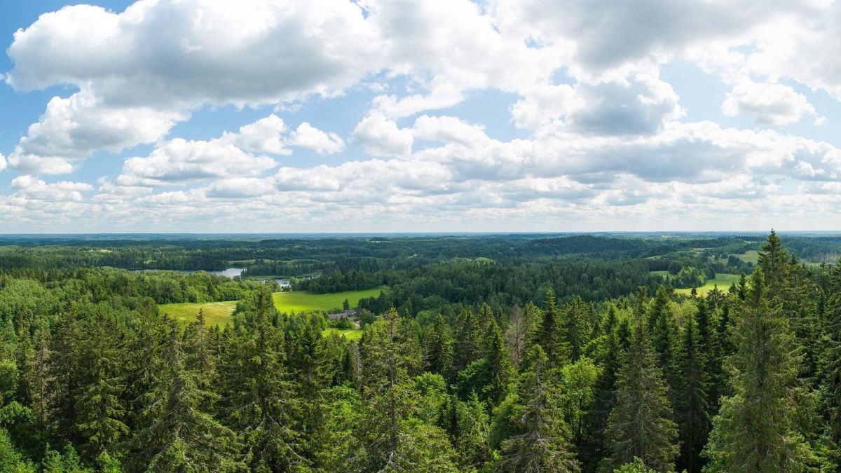 Смотровая вышка Суур-Мунамяги (Большая Мунамяги)