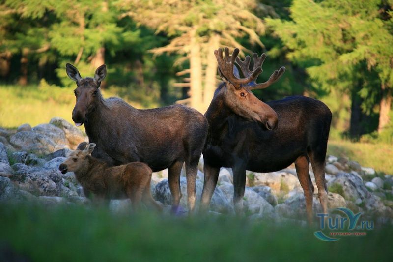 Сохондинский государственный природный биосферный заповедник