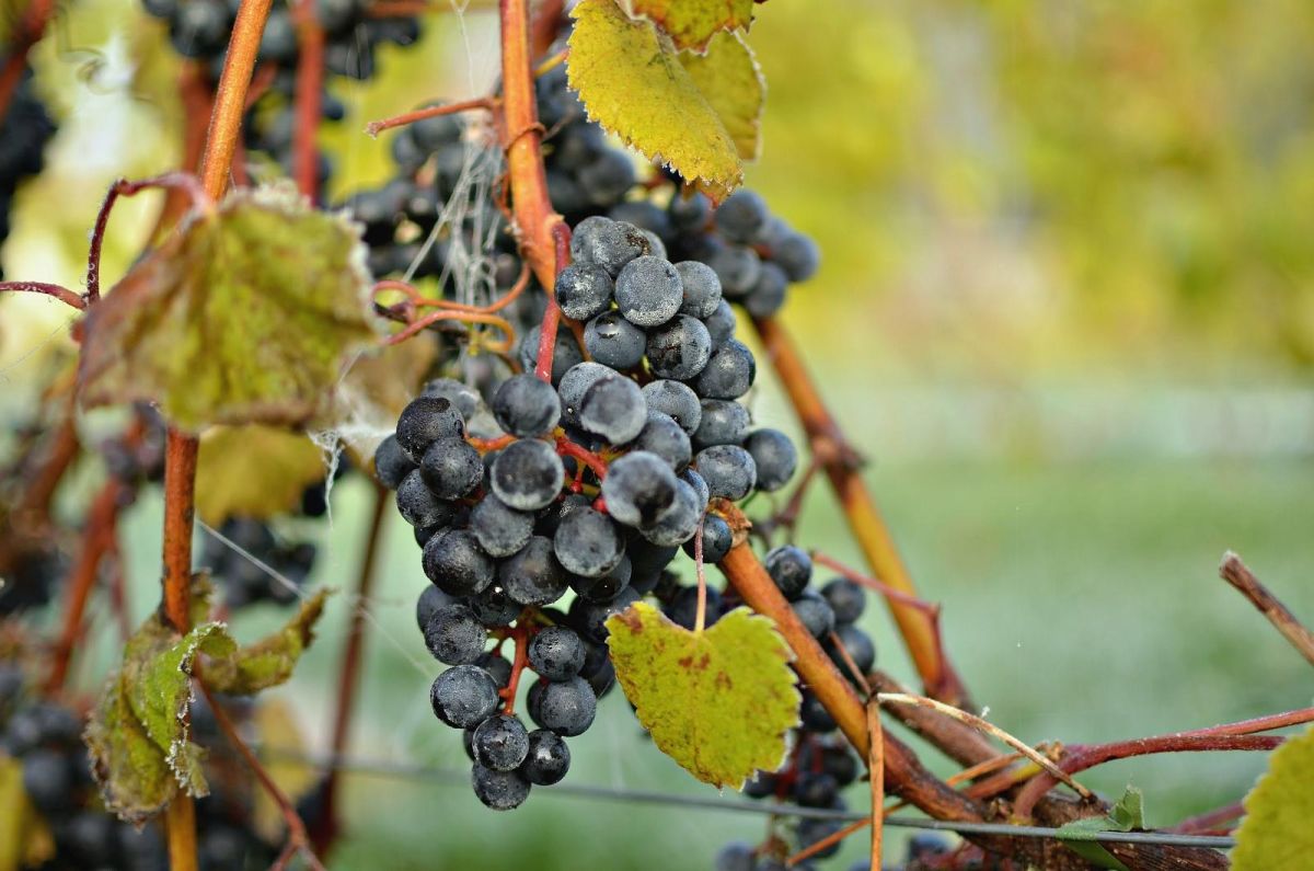 Сидровая ферма Тори