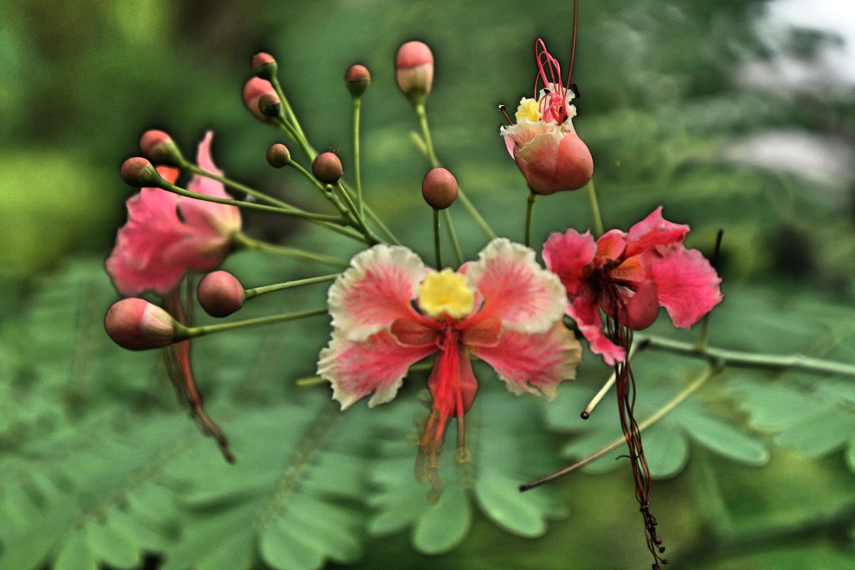 Парк Нассим Гейт