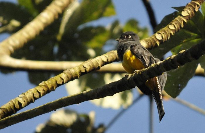 Лэлас Бирд Сэнктуэри (Lalas Bird Sanctuary)