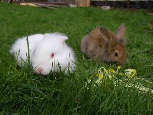 Открытый хутор Капа