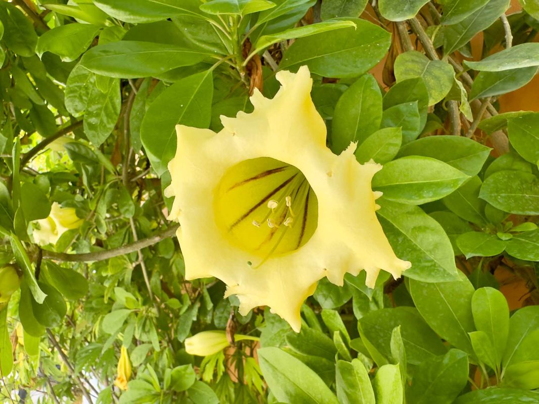 Maafushi Spa & Salon by Raajje Spa