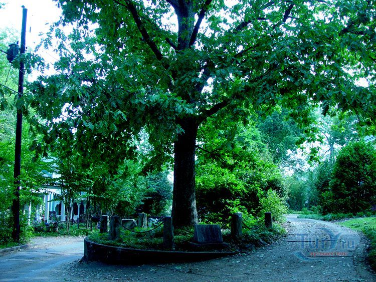 Дерево, которое принадлежит само себе