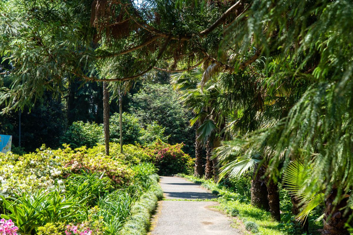 Батумский ботанический сад