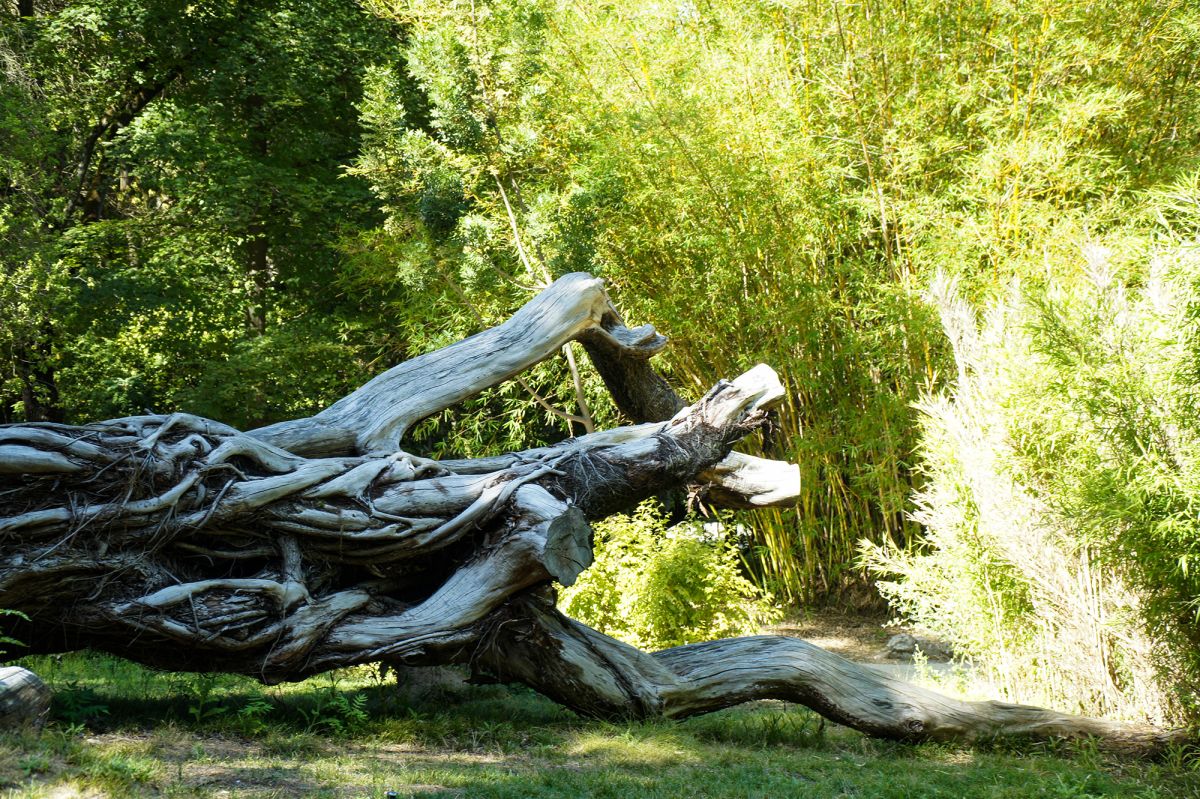 Ботанический сад Лиссабона