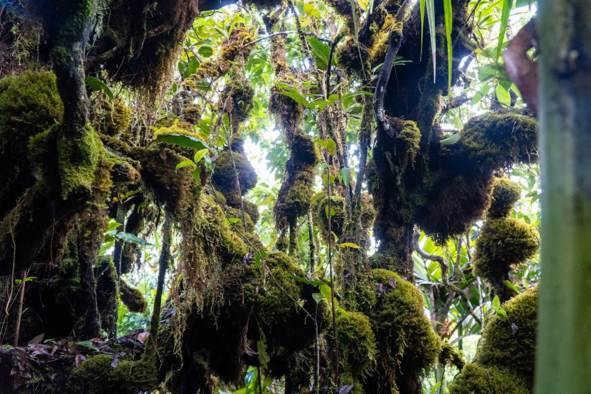 Смотровая площадка Морн Блан