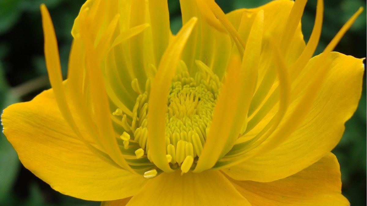 Ботанический сад Тартуского университета