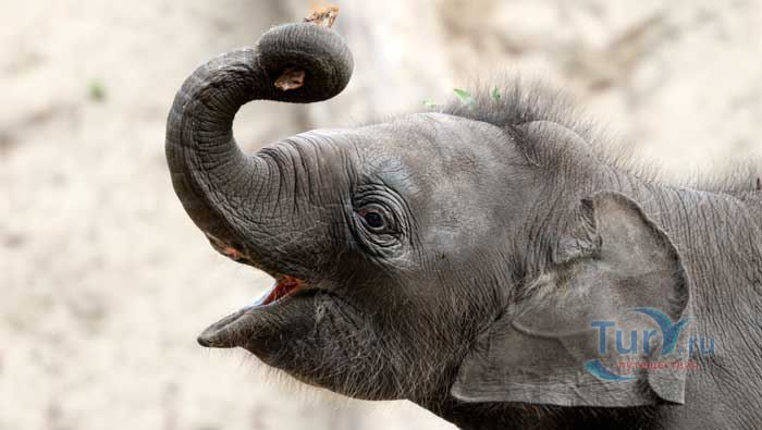 Амстердамский зоопарк Артис