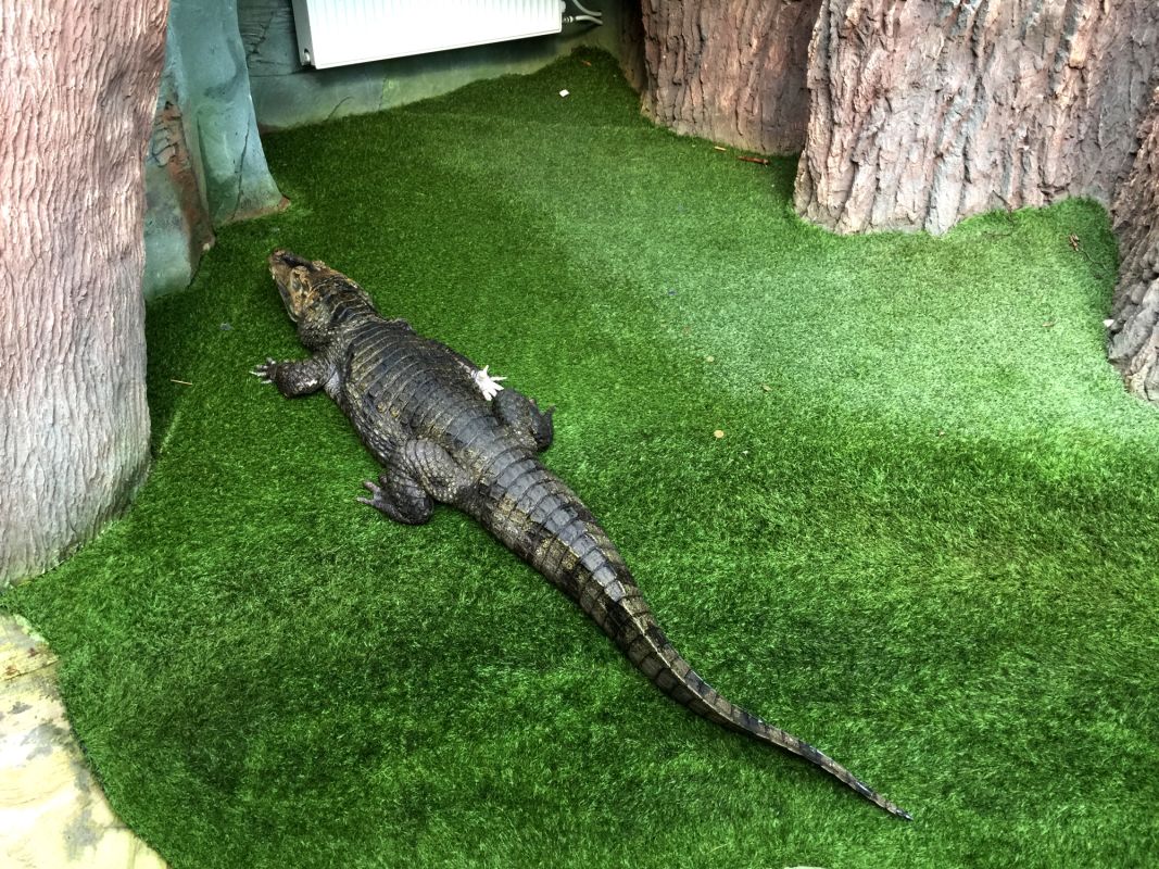 Выставка Эдемский сад