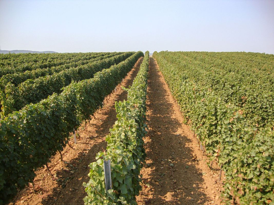 Винодельня «Веритас»