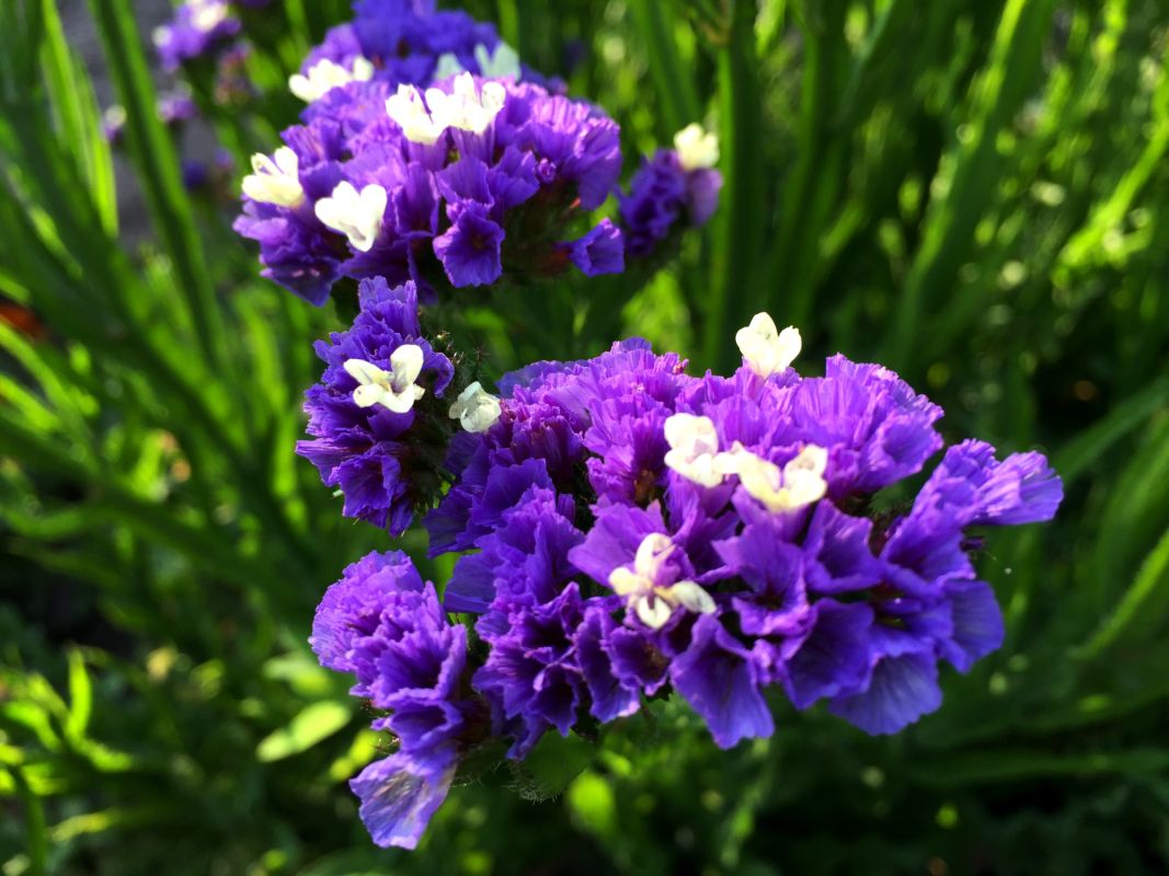 Национальный ботанический сад имени Н.Н. Гришко НАН Украины