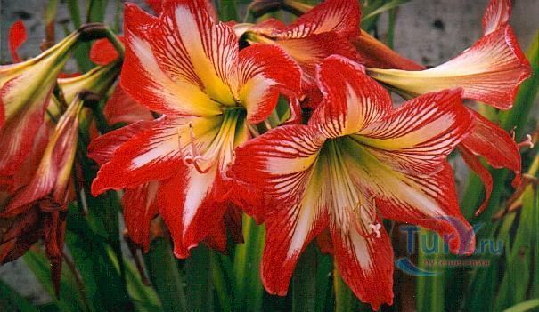 Ботанические Сады (Бермуды Ботаникал Гарденс)