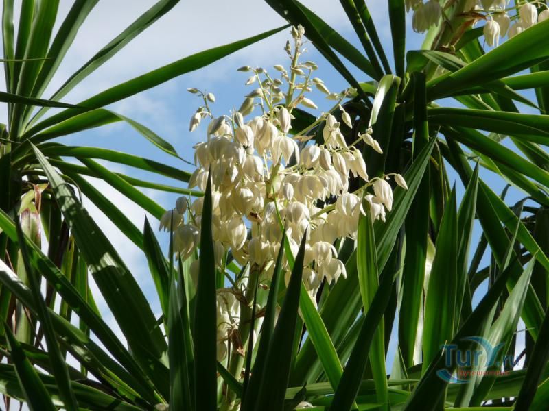 Экзотический сад Монако