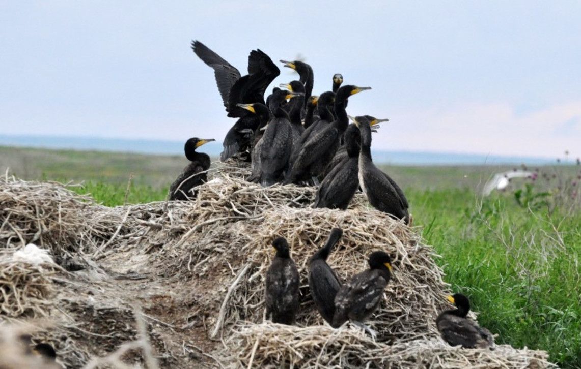 Ростовский Государственный Природный Биосферный Заповедник