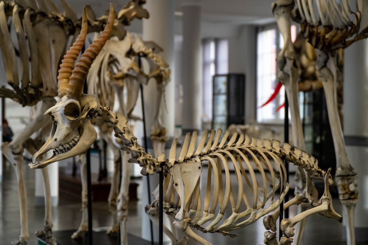 Музей естественной истории Вроцлавского университета