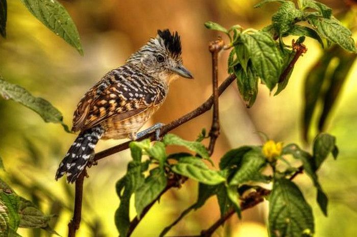Ферма и Природный Заповедник Приключения  (Adventure Farm & Nature Reserve)