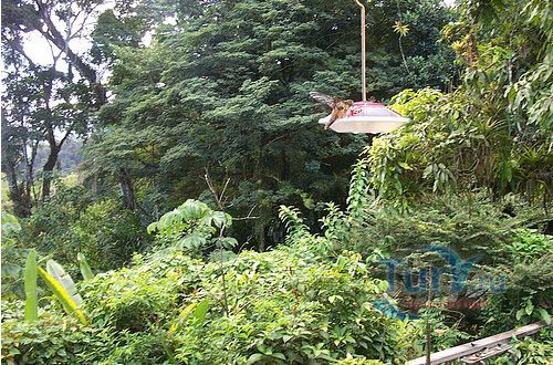 Центр изучения природы имени Асы Райт (Asa Wright Center for Nature Studies)