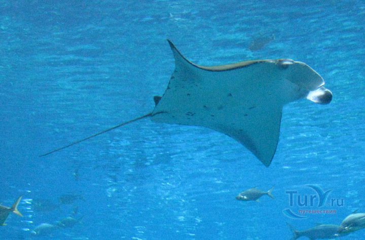 Осака Кайюкан